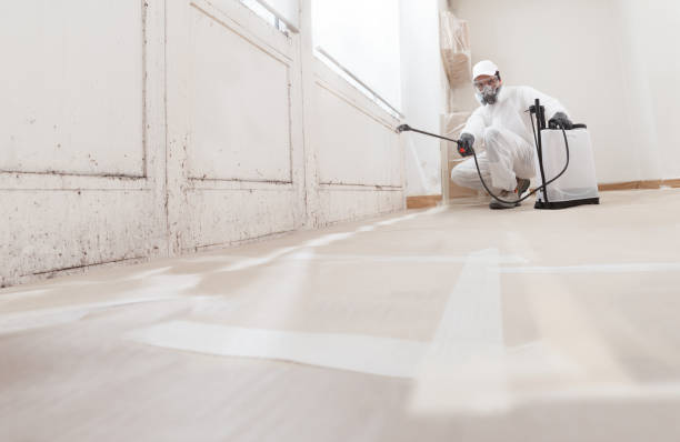 24/7 Emergency Basement Mold Removal experts in Clark, NJ