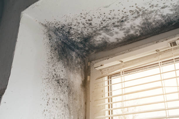 Affordable Basement Mold Removal solutions in Clark, NJ